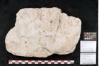 Foto (Detailansicht) von Cassia pseudomemnonia Ettingshausen (NHMW-GEO-2024-0188-10164a)